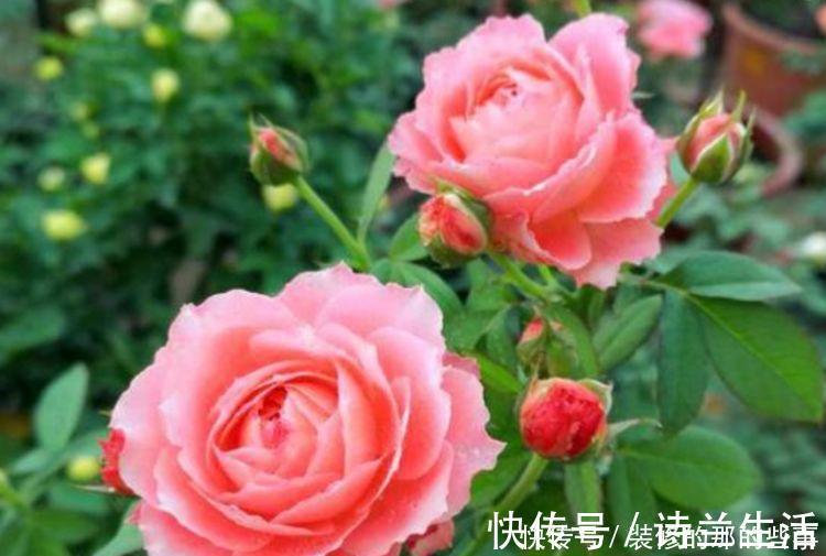 小花园|5种花漂亮又好养,比牡丹好看,阳台开花变温馨小花园