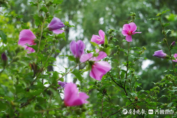 木槿|花开齐鲁｜粉嫩娇柔美美哒！济南大明湖木槿花开，你去赏花了吗