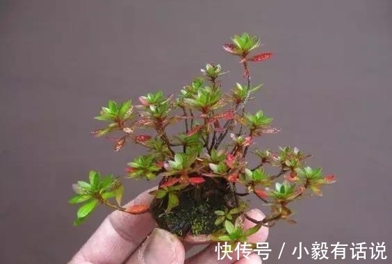 微型盆景越来越受欢迎，这里是它们的“集中营”，都是你想知道的