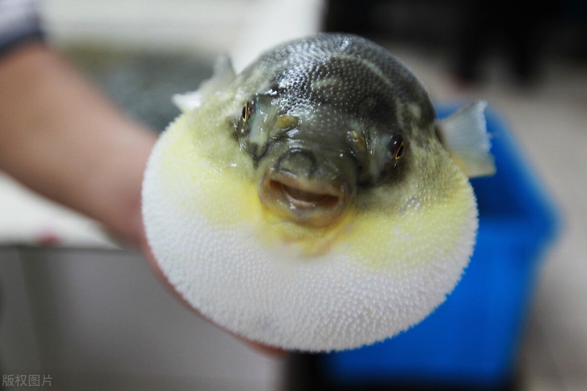 小玉|只是打球撞了次下巴，漂亮女孩发热不退、脖子肿胀像“怪物”，“凶手”原来藏在牙齿里