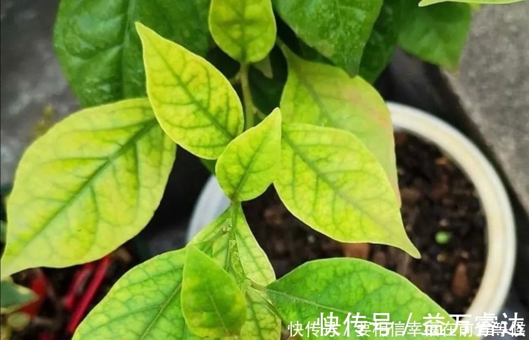叶面|硫酸亚铁养花,不要乱用,做好2个细节,长得旺盛叶子浓绿