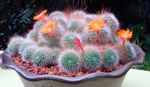 养护|人养花,花也养人,3种花养家里,非常漂亮,净化空气超厉害