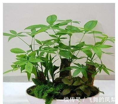 花店老板打死都不会透露的浇水秘诀，真的很管用