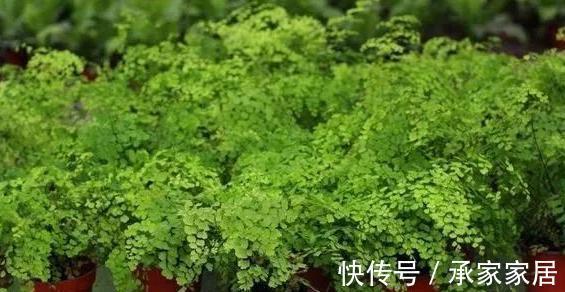 花友|3种有品位,有格调的绿植,养在家里很吸睛