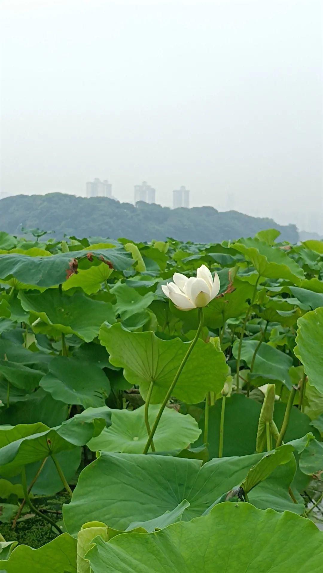 荷花|这些赏荷宝藏地，每个都是绝佳打卡点