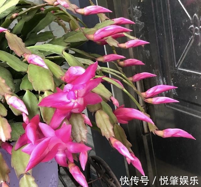 蟹爪兰|蟹爪兰叶子“软塌塌”教你做3步,嗖嗖冒新叶,入冬花朵爆盆