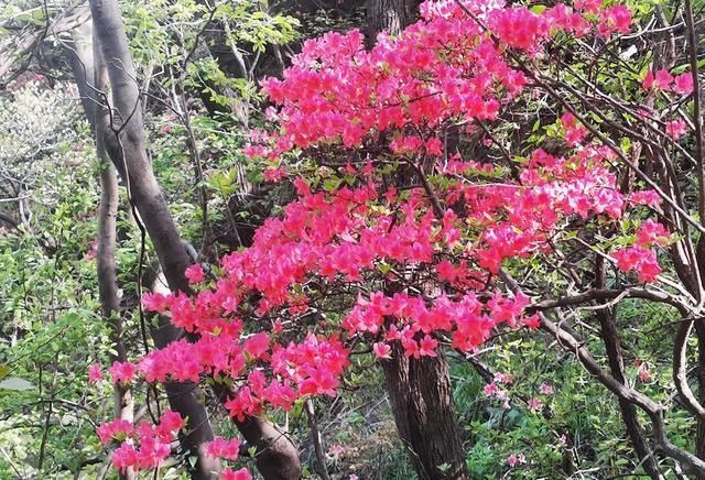 人间四月芳菲尽，万和杜鹃始盛开