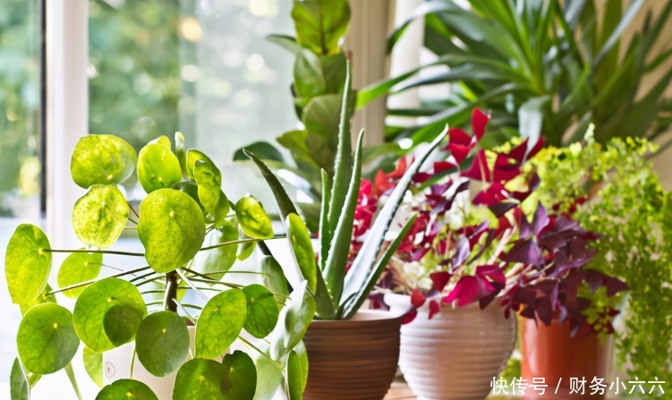 苏打水|小苏打养花,用对方法有3大好处,值得一试