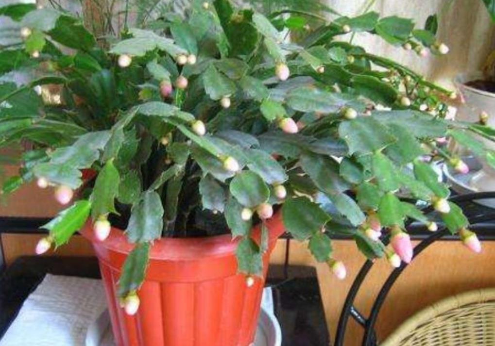 种花|天热了,3种花要“穷养”,少水少肥多通风