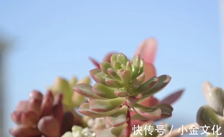 以阳光为滤镜,蓝天为背景,期待拥抱春天,拥抱自然!