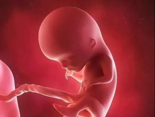 受精卵|怀孕1~10个月,胎儿发育变化全过程!想“修炼成人”还得过四关