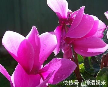 此花象征着喜迎宾客,鲜艳的外表下,隐藏着一颗内向的心