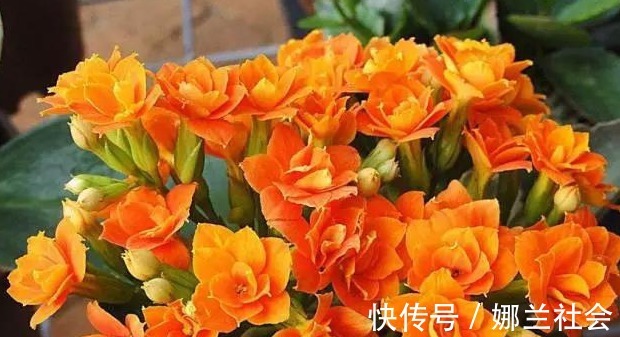 长寿花|君子兰肥到流油,长寿花开不断,原来他用了这个小方法!