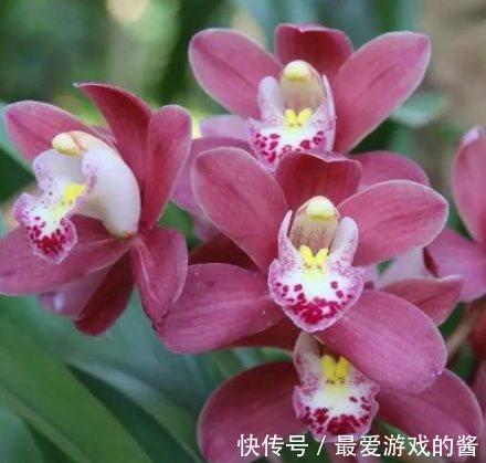 宫灯花|农历十一月大雪过后,养什么花?家里养3种花,幸福安康美满家园