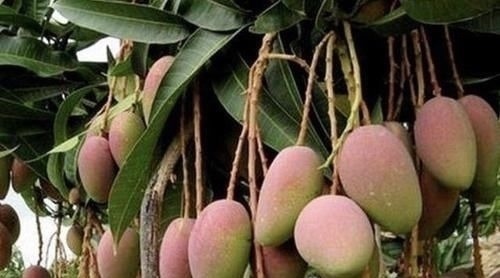 火龙果|胡大妈在家种“果树”，6个月长成“小盆景”，3年结出20个果，值