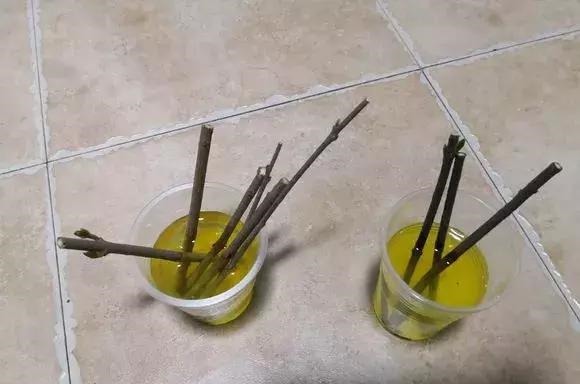 扦插不长根5种生根水里泡一泡,10天长出大白根,蹭蹭长!