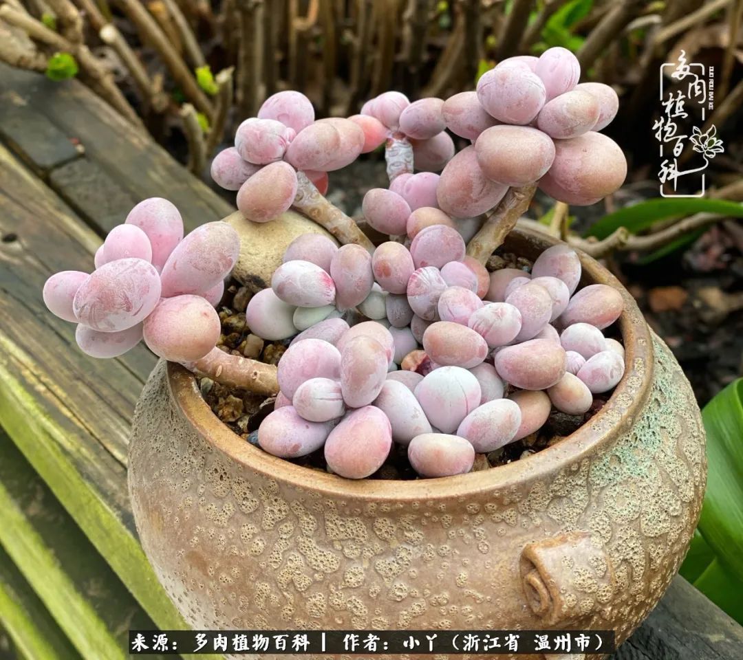 祖上无院家里无矿,一腔浪漫情怀付诸楼顶造花!