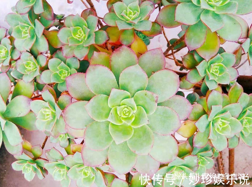 法师|多肉法师的叶片暗淡无光原因很多，并非只有缺肥才会出现这种情况