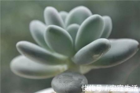 多肉十大美人,太阳一晒脸就红,胖成球的最好看!