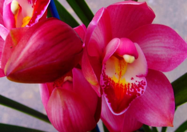 窗台盆栽养国兰小技巧:这2方面到位,打理省心又效果好