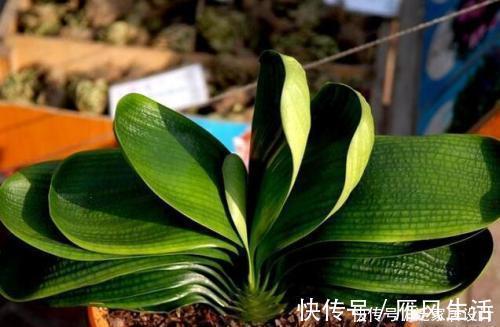 信号|夏天养君子兰,发出“三信号”还在生长期,补充水肥绽放层叠群花