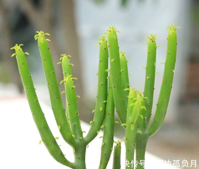 带有毒汁的三种花,提醒家人不可以养,不能忽略