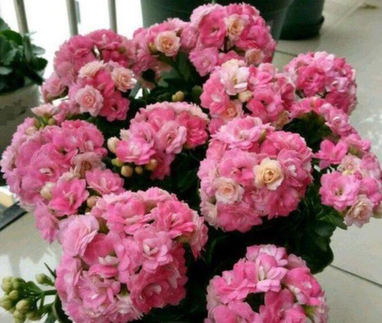 4种花是爆盆能手,开起花来“拦”不住,家里养一盆,招财又纳福