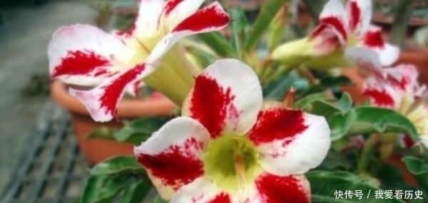 沙漠玫瑰,掌握这些,长得既好看,又霸气