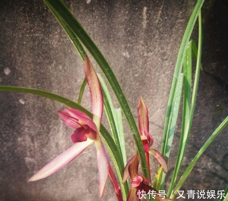 挚爱|此兰花是老一辈兰友的挚爱,香气雅致,无需春化就能开好