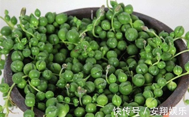 此些多肉最好养,长得还快,新手都可以养到爆盆