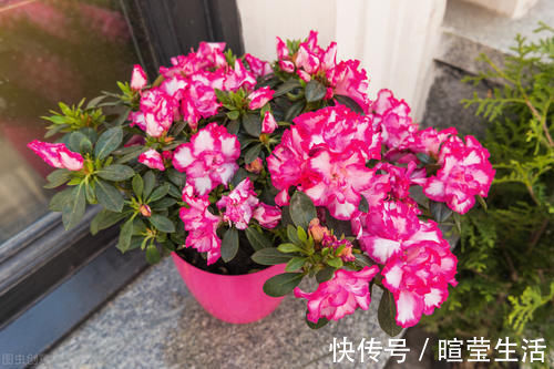 养花15年的经验告诉你,4种水不能用来浇花,科学养好花