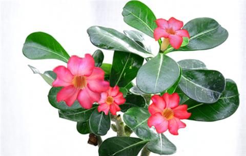 养沙漠玫瑰 教你1招 根肥叶壮 开花又大又艳 快资讯