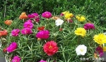 阳台上|这5种花最适合新手养,花期长、好养活!再懒的人都能养爆盆!