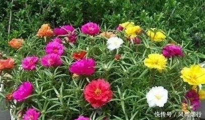 阳台上|这5种花最适合新手养，花期长、好养活！再懒的人都能养爆盆！