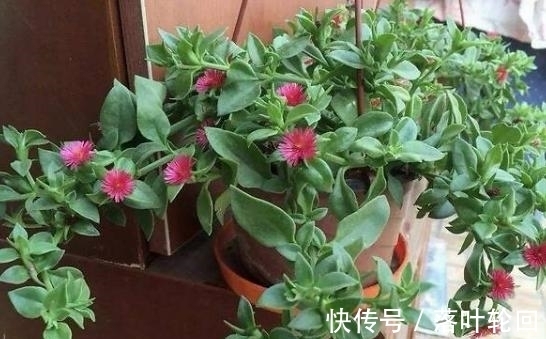 小苏打养花的3大好处,改良土壤、除臭、延长花期,你全懂吗?