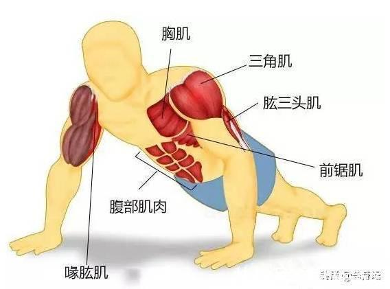 医生|男人坚持做俯卧撑有哪些好处?医生:能坚持40个的都是强人