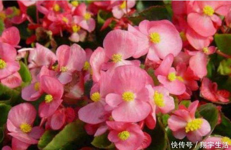 香太阳|4种漂亮花养家里,一年四季开花不断,惊艳如花球,美翻了