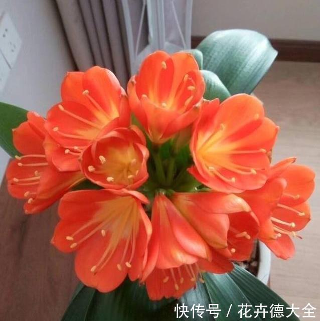 家里养君子兰,一个施肥小技巧,叶片长得又厚又大,花开得非常多