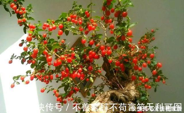阳台上|还在苦苦养花吗？今年都流行种果树了，开完花就结果，味甜真不错