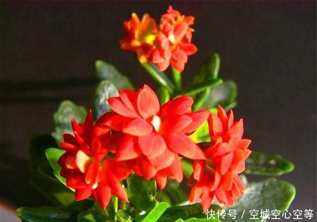 这种长寿花,叶片独特花朵漂亮,不烂根易养护,1年开花300天