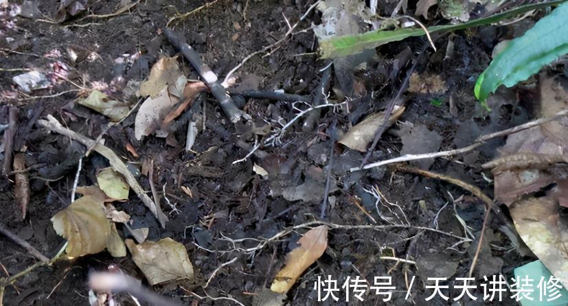 草木灰|秋天能收集到的“养花宝”,这4种一样都不能错过