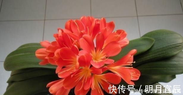 花友|爷爷养君子兰，把“它”垫在盆底，冒出“6个花苞”，叶片油绿！
