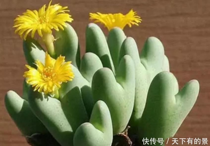 养花肥料分“四类”,缺1种就难养好,家中要常备才行!