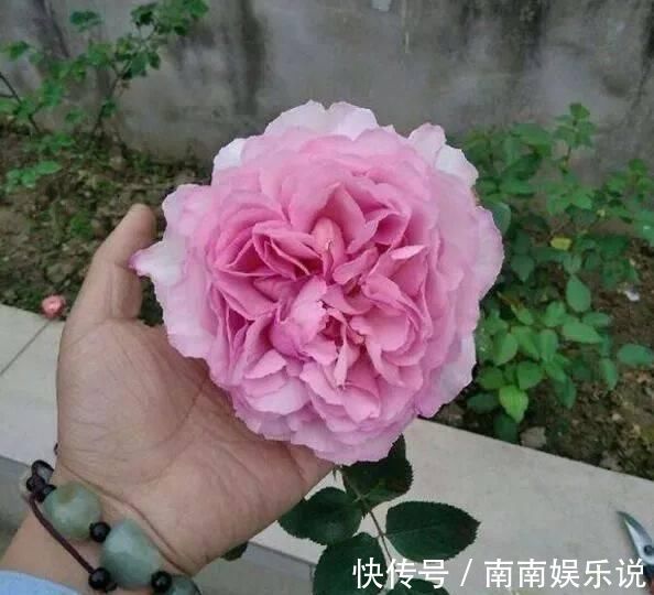 此花，比玫瑰漂亮，比桂花还香，一年能开200天，比兰花强多了