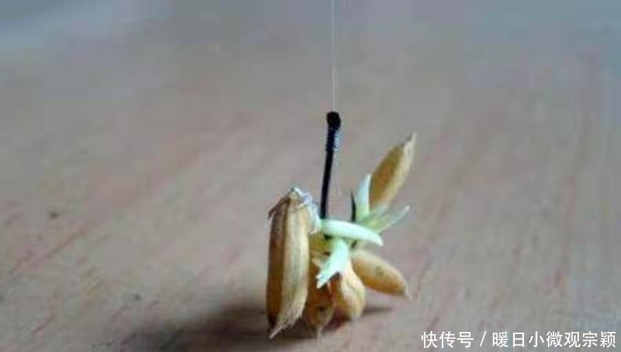 草鱼|三十年了,这天然饵着实令人佩服,草鱼鲤鱼一见就咬钩,特别过瘾