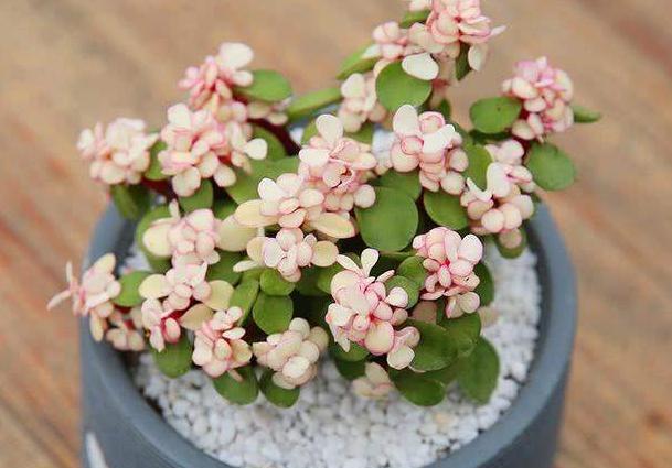 浆果|多肉雅乐之舞、紫珍珠、浆果,颜值爆表,养护却不难!