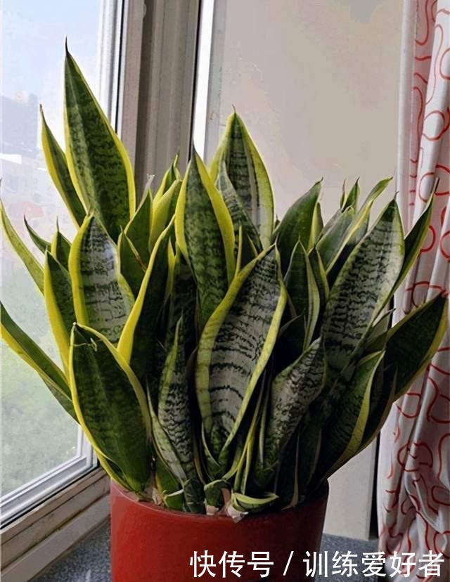 这3种花没必要花钱买,邻居家摘几片叶子,插在土里就冒根!