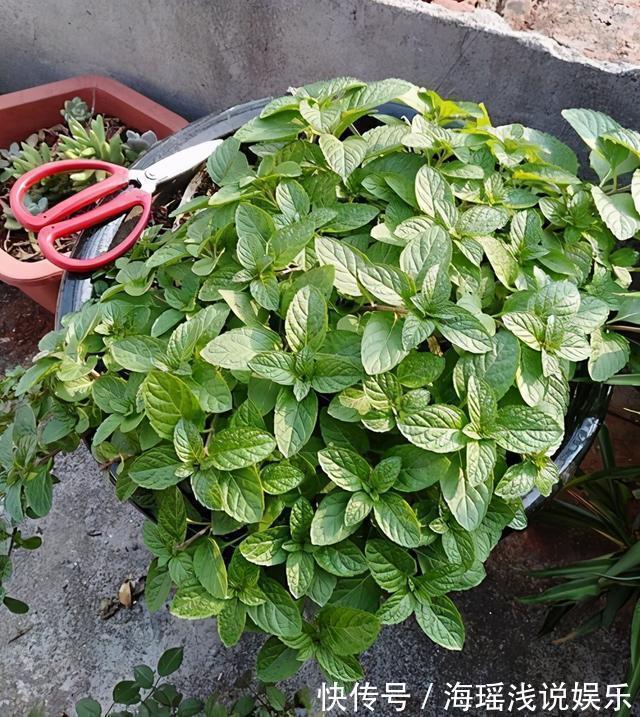 邻居的院子夏日几乎没“蚊虫”，原来是因为养了3种花，我也要养