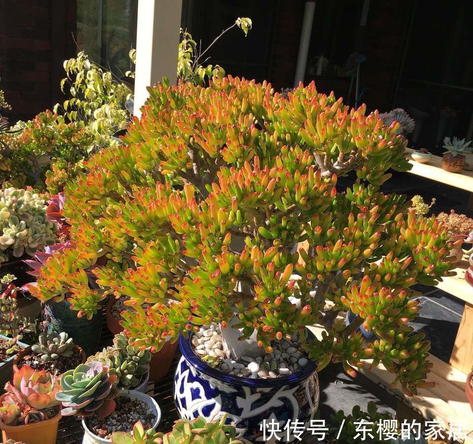 吸财树休眠过后,做好四点,养出好状态也不难