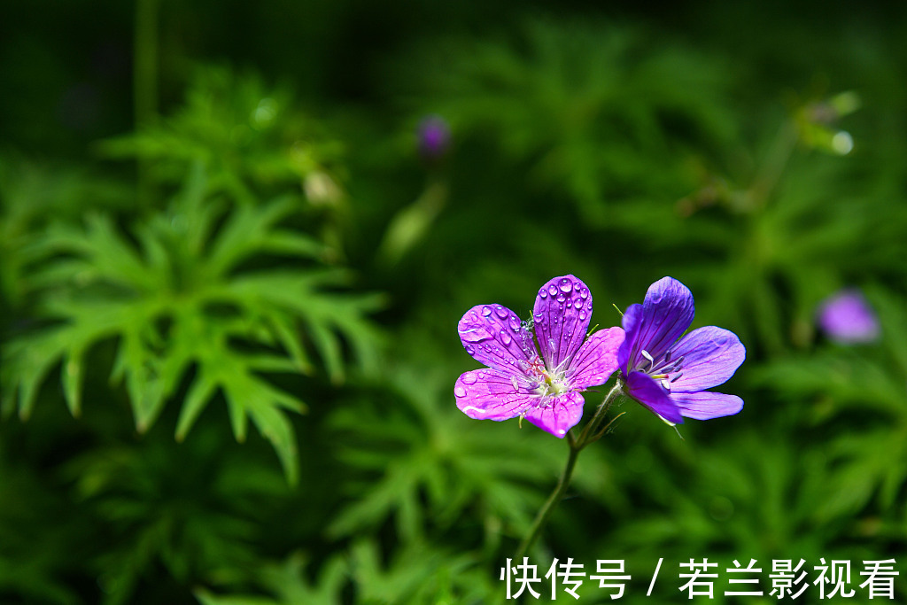 云南白药|这18味药,看似普通,却不可轻视!在中药配伍中,治病出奇制胜!